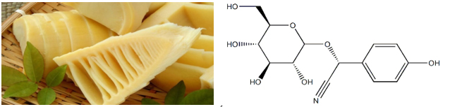 Bamboo-shoots -and-the-toxin -taxiphyllin-in-bamboo-shoots